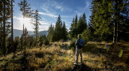 Wandern im Wald | © STG | ikarus.cc