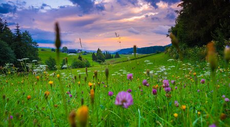 Blumenwiese Zeutschach Sonnenuntergang | © TVB Murau | René Hochegger