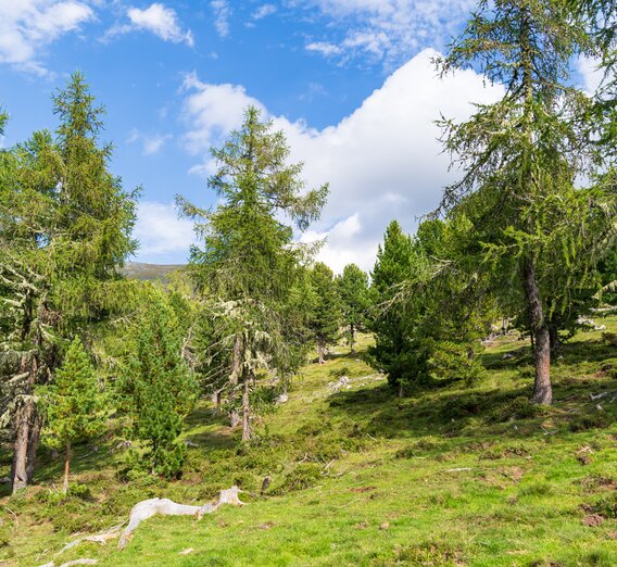 Zirbenwald | © mag.maria wawrzyniak | mag.maria wawrzyniak