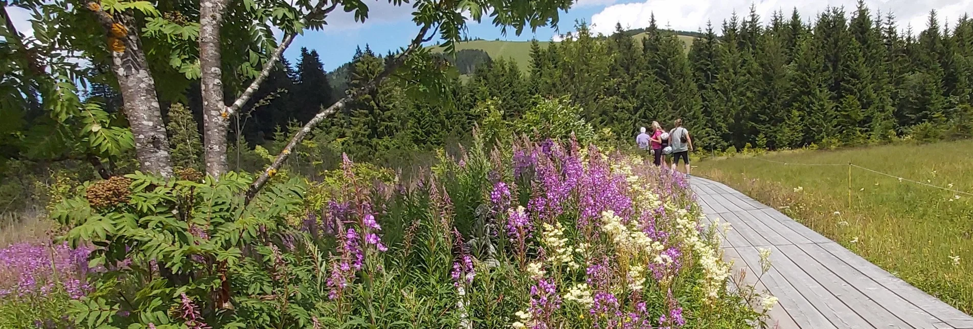 Themen- und Lehrpfad Moorlehrpfad, Teichalm - Touren-Impression #1 | © Oststeiermark Tourismus