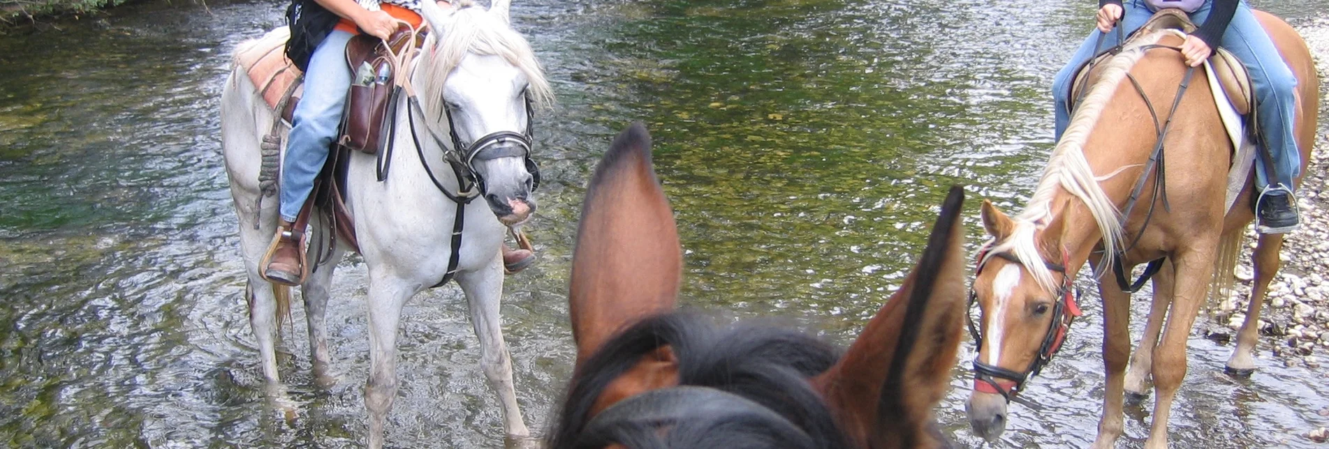 Reiten Reitweg vom Pötschenpass nach Bad Mitterndorf - Touren-Impression #1 | © Reitgemeinschaft Ausseerland