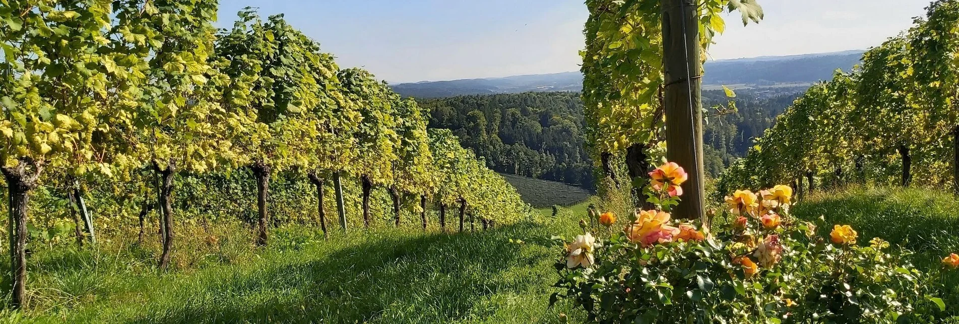 Hiking route Buschenschank hiking, Gleisdorf region - Touren-Impression #1 | © Oststeiermark Tourismus