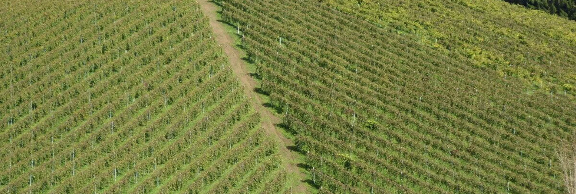 Wanderung Greith-Wege St. Ulricher Rundweg - Touren-Impression #1 | © TV Südsteiermark/Christian Heugl