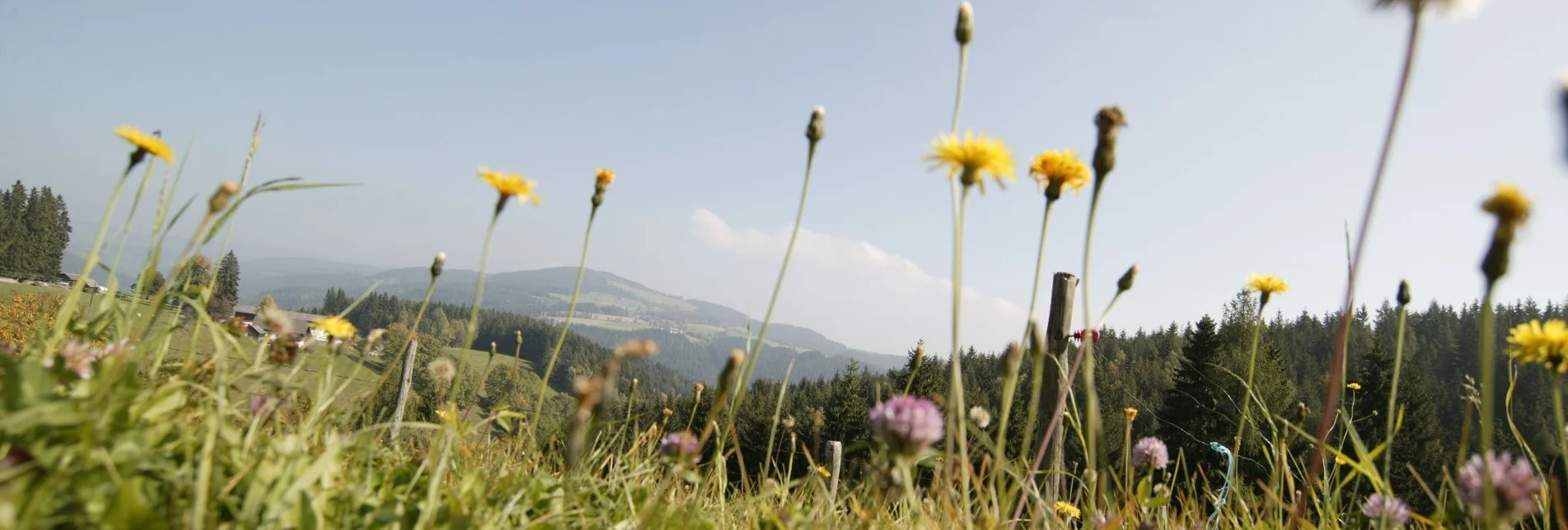 Wanderung Fischbacher Spazierweg, Fischbach - Touren-Impression #1 | © Oststeiermark Tourismus