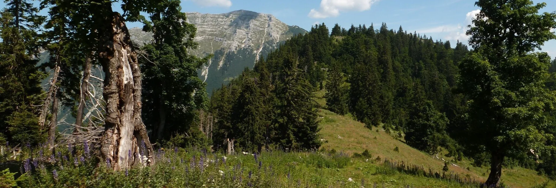 Mountain Hike Dürrenstein from Wildalpen - Touren-Impression #1 | © Tourismusverband Wildalpen