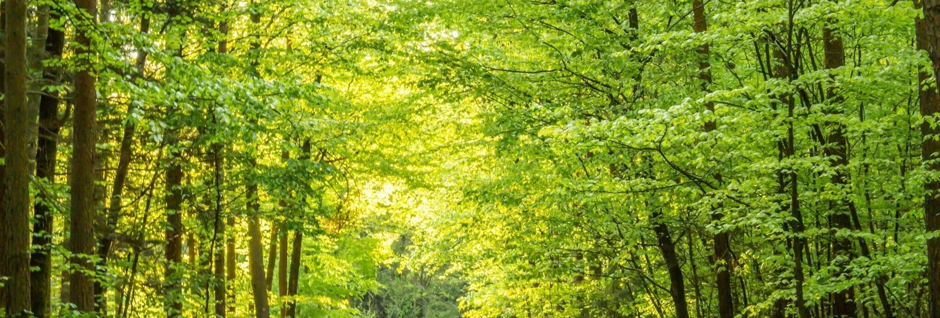 Hiking route Linden forest trail (Lindenwald-Weg) - Touren-Impression #1 | © Bad Waltersdorf