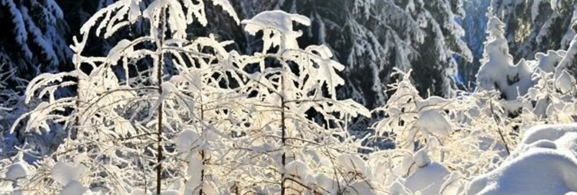 Schneeschuh Durch die Fischbacher Winterwälder, Fischbach - Touren-Impression #1 | © Unbekannt