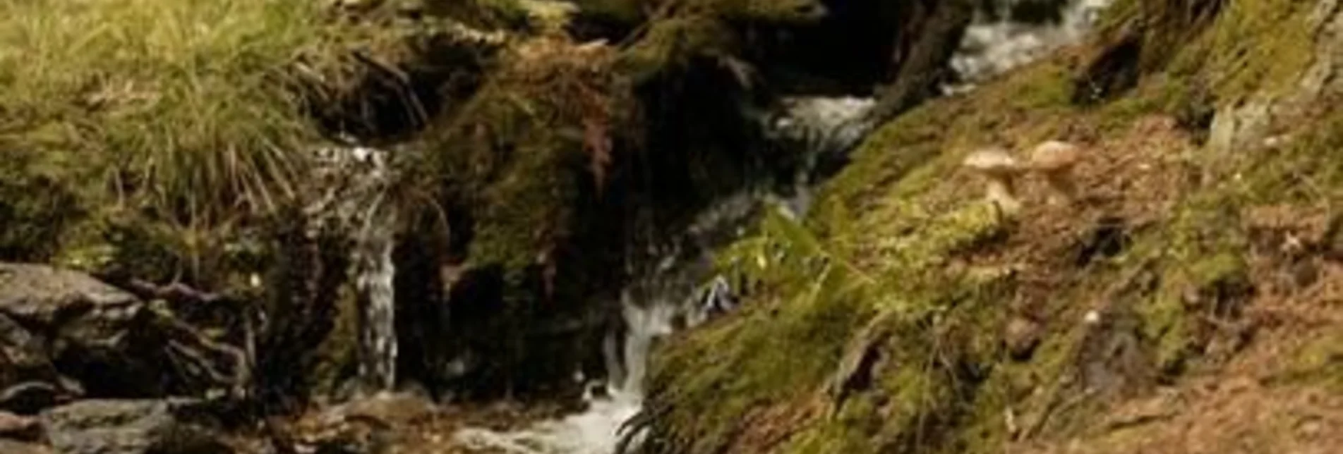 Hiking route Along the fish stream, Fischbach - Touren-Impression #1 | © Oststeiermark Tourismus