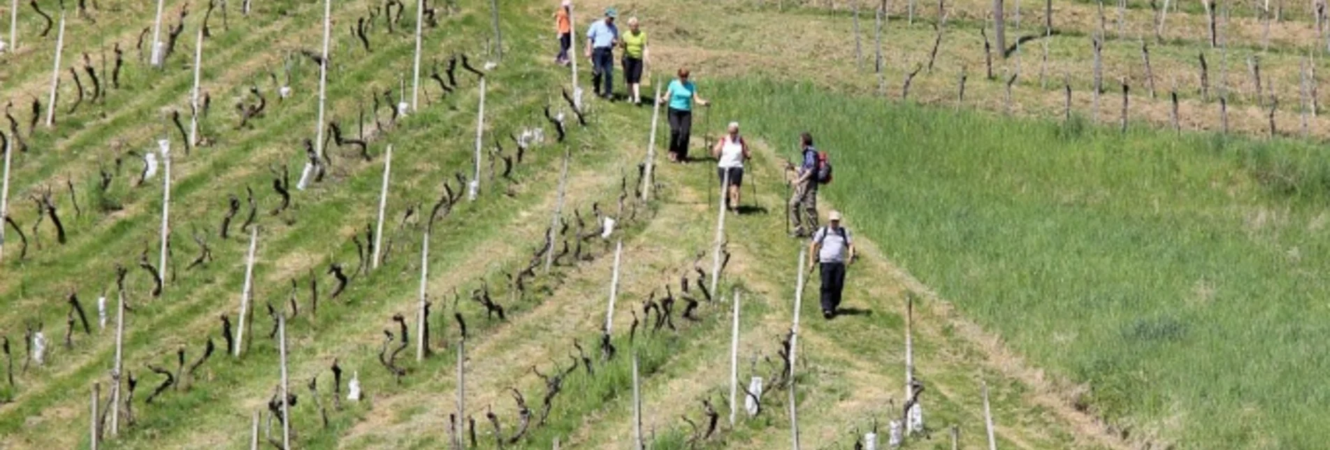 Nordic Walking Nordic Walking Vinotour - Gelbe Strecke - Touren-Impression #1 | © TV Die Südsteirische Weinstraße/Ulrike Elsneg