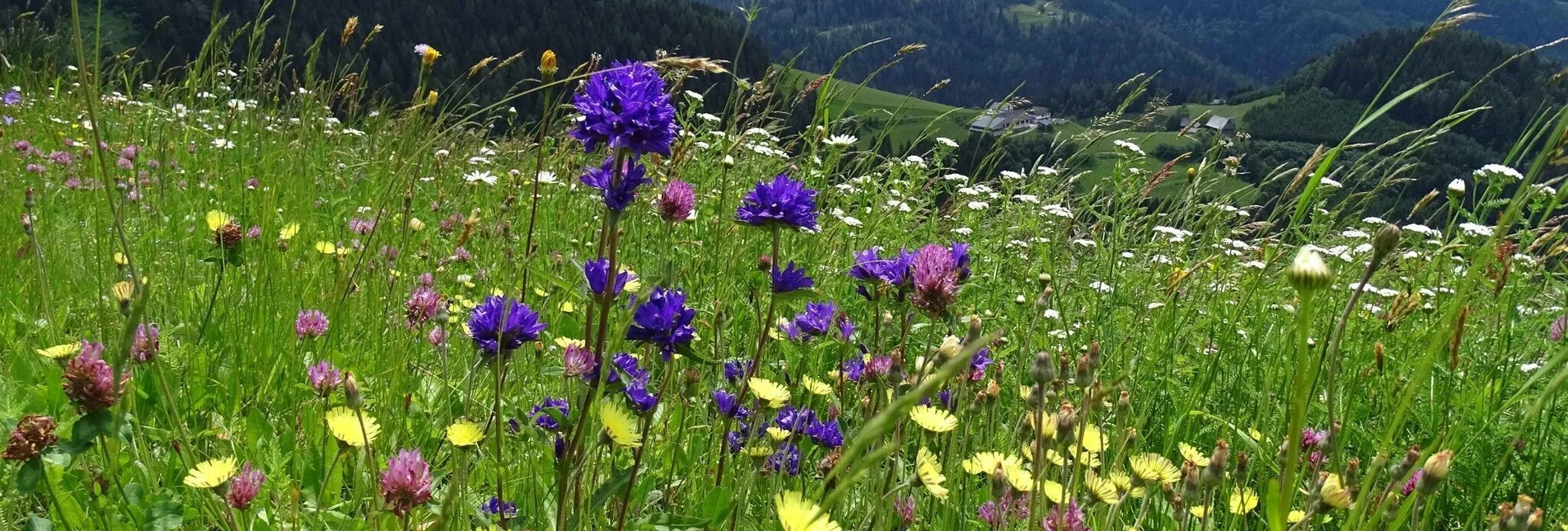 Hiking route Steinplan starting Oberkamper - Touren-Impression #1 | © Weges OG