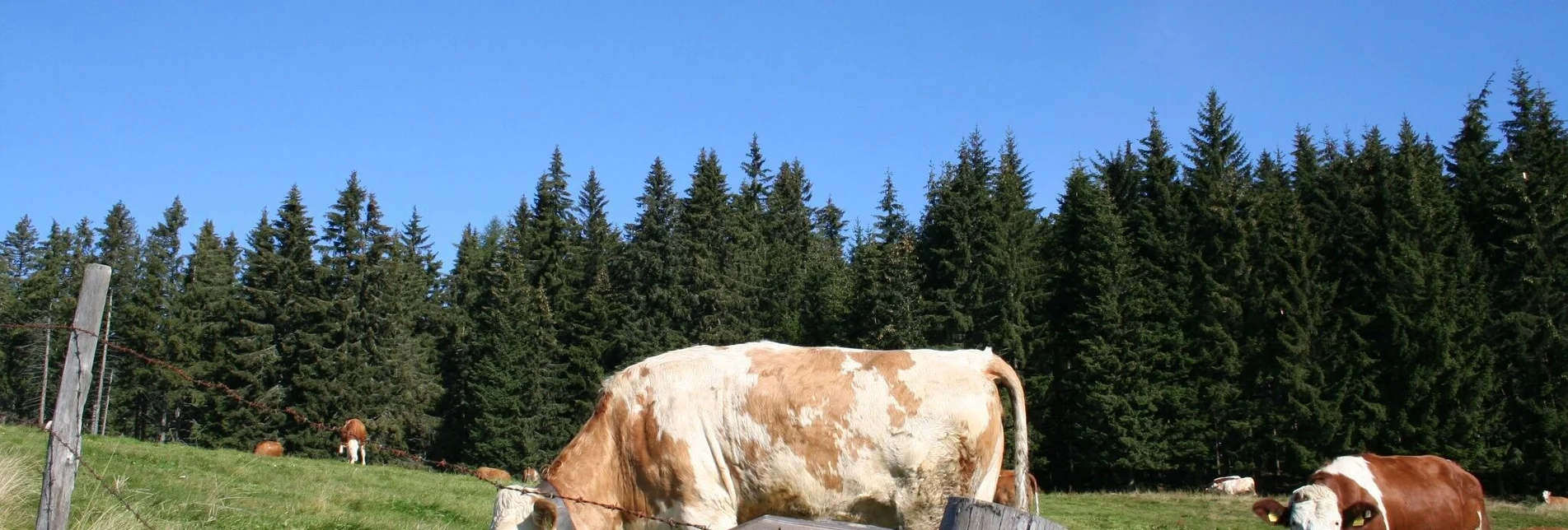 Wanderung Sommerberg - Hocheck - Malleistenalm - Touren-Impression #1 | © Maria Steindl