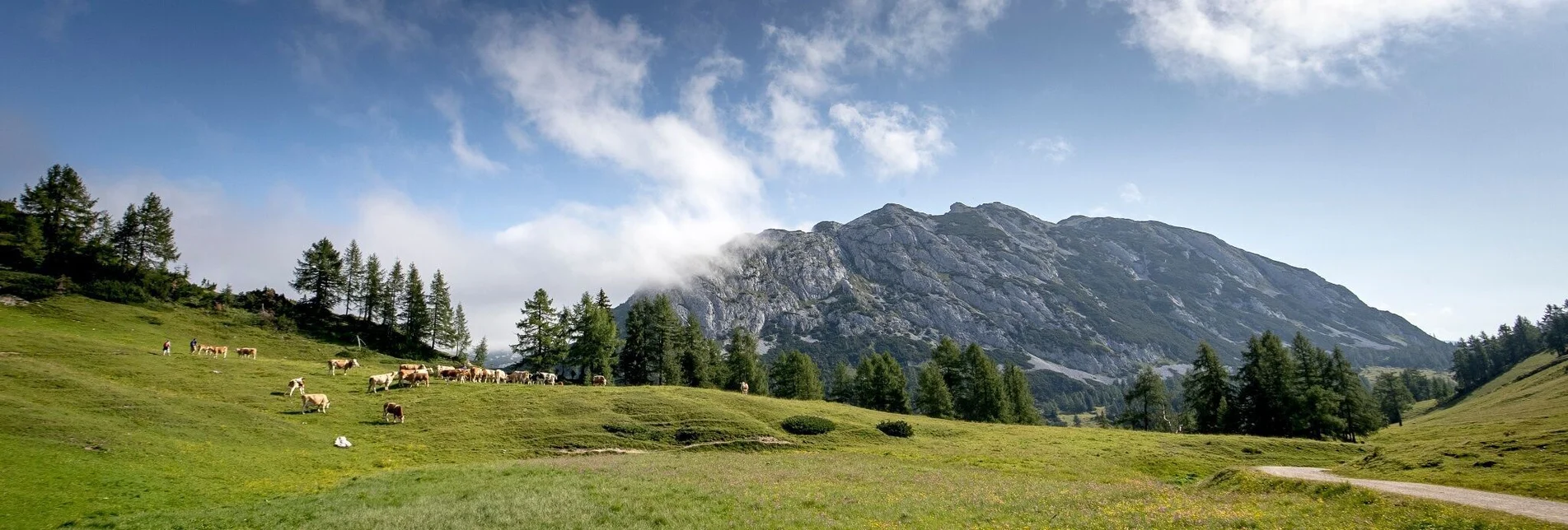 Hiking route Hiking tour on the Tauplitzalm suitable for baby carriages - Touren-Impression #1 | © Ausseerland