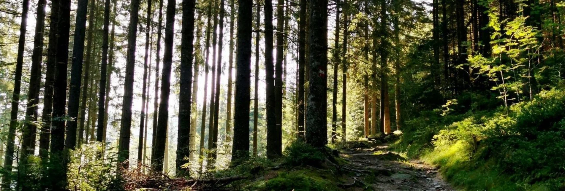 Themen- und Lehrpfad Wald zu Wald Wanderung in Roseggers Waldheimat am Alpl - Touren-Impression #1 | © Netgen.or.at