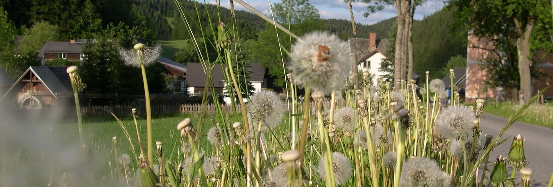 Wanderung Oberdissau-Rundweg, Fischbach - Touren-Impression #1 | © Tourismus Fischbach, Foto Johann Zink