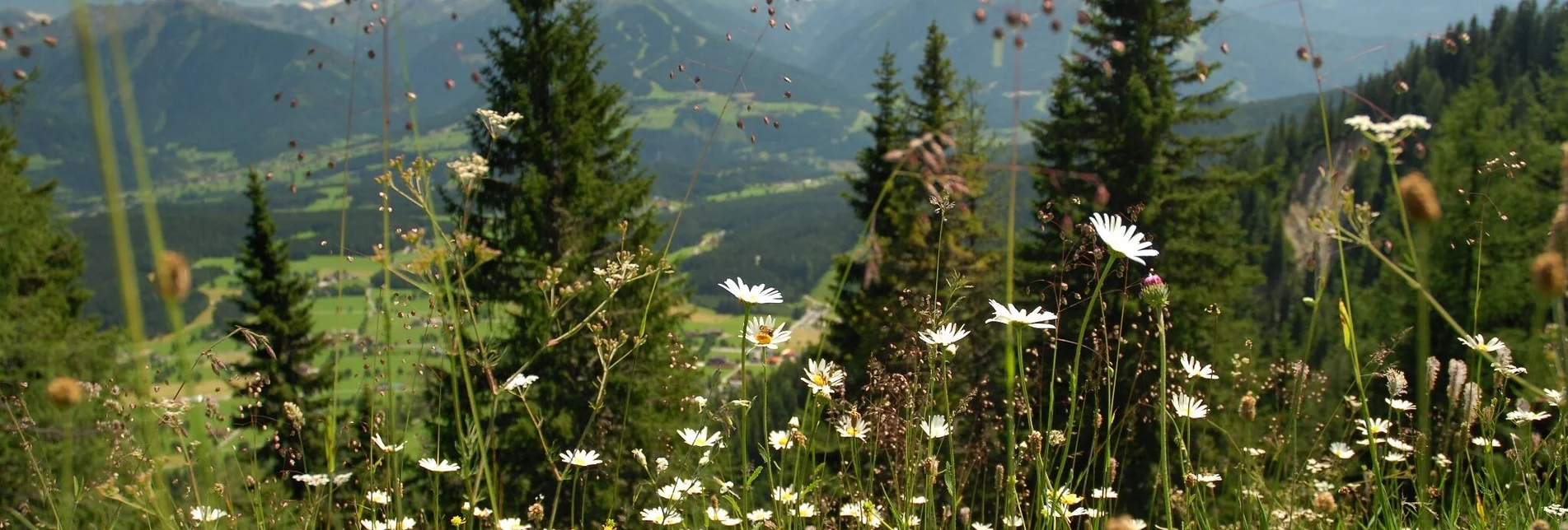 Wanderung Leitenrundweg - Touren-Impression #1 | © Erlebnisregion Schladming-Dachstein