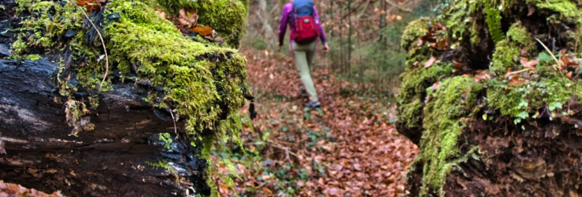 Wanderung Rundweg nach Trahütten - Touren-Impression #1 | © TVB/Südsteiermark/WEGES OG Sarcletti / Zienitzer