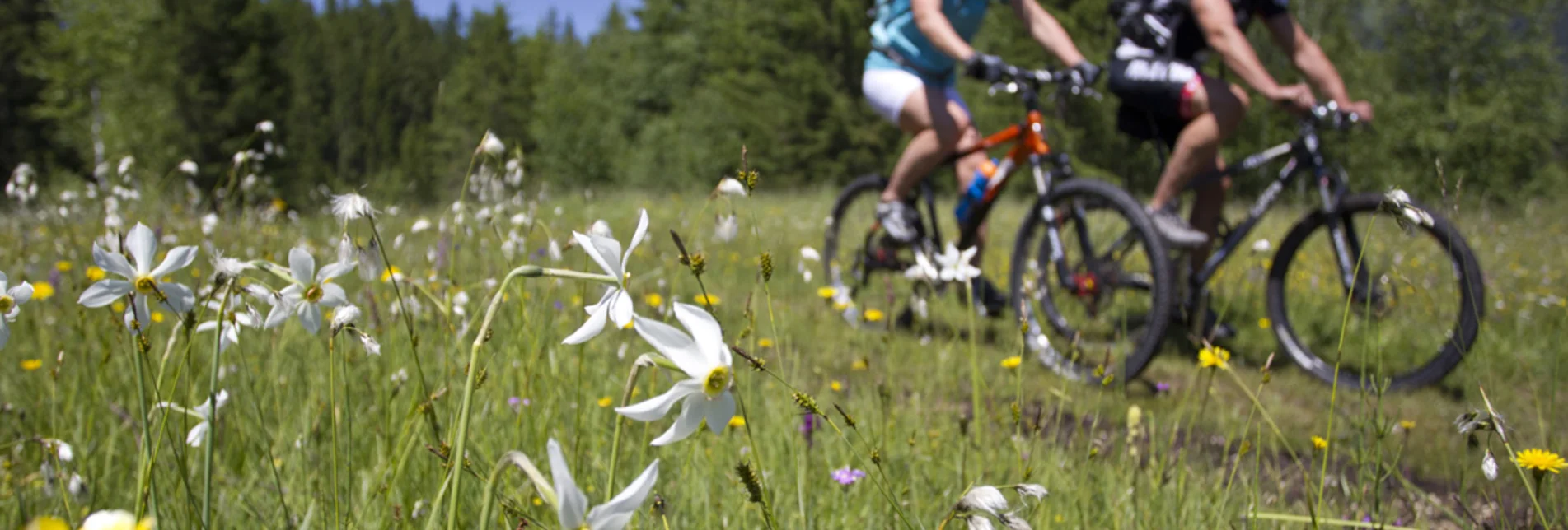 Mountain Biking S246 Familientour Bad Aussee - Ödensee - Touren-Impression #1 | © Himsl