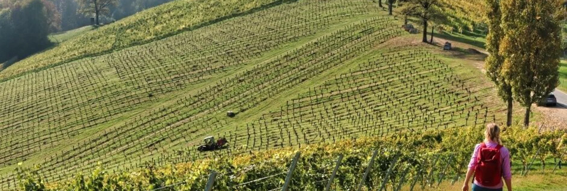 Wanderung Sernauberg, Weg 4a - Touren-Impression #1 | © TVB Südsteiermark/WEGES