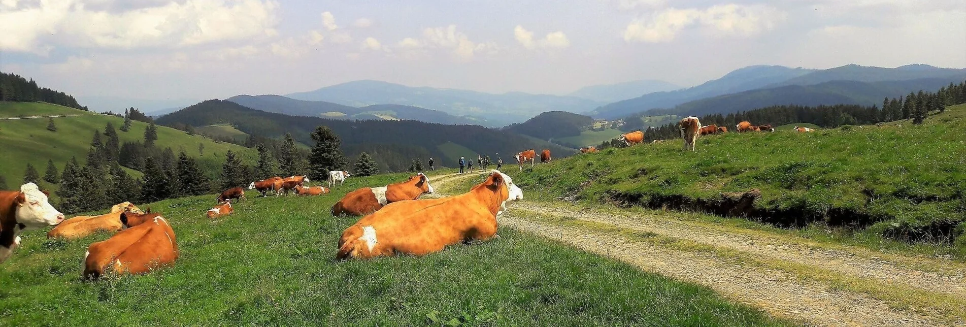 Bike Riding Ochsentour Teichalm - Sommeralm - Touren-Impression #1 | © Oststeiermark Tourismus