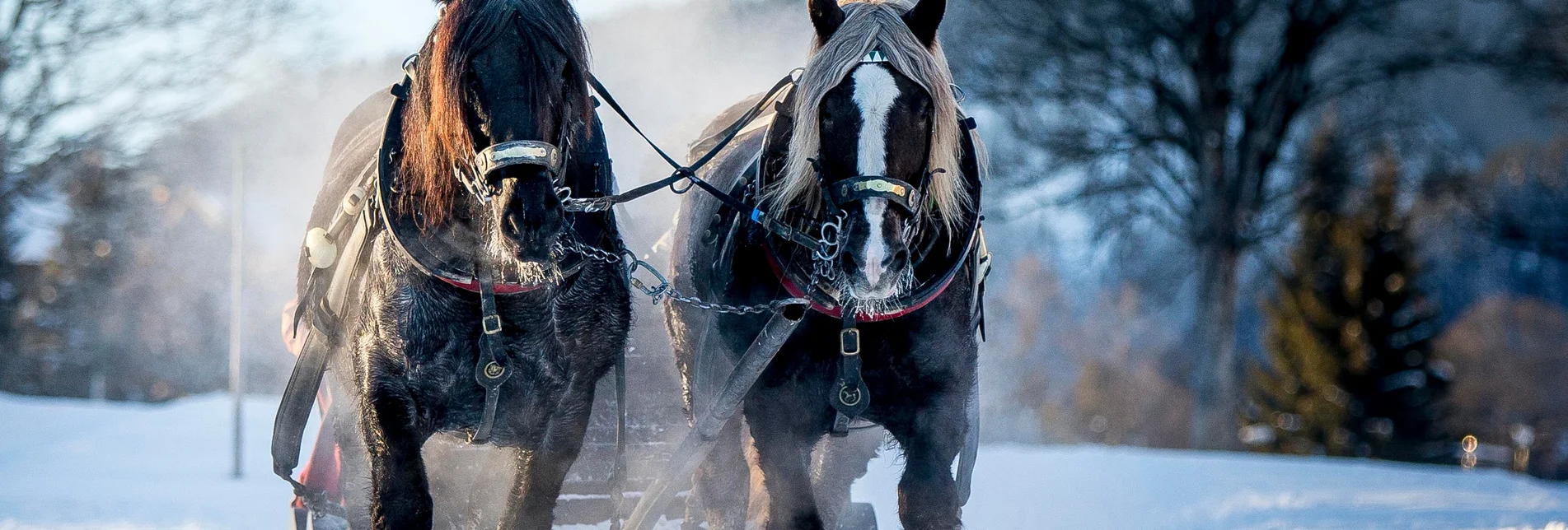 Horse Carriage Ride "Panoramaround" East and West - sleighs - Touren-Impression #1 | © Erlebnisregion Schladming-Dachstein