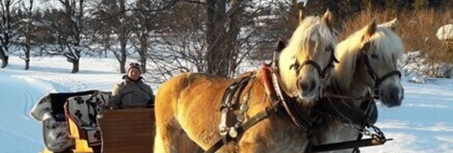 Horse Carriage Ride Horse Drawn Sleigh Rides Kielerhof - Touren-Impression #1