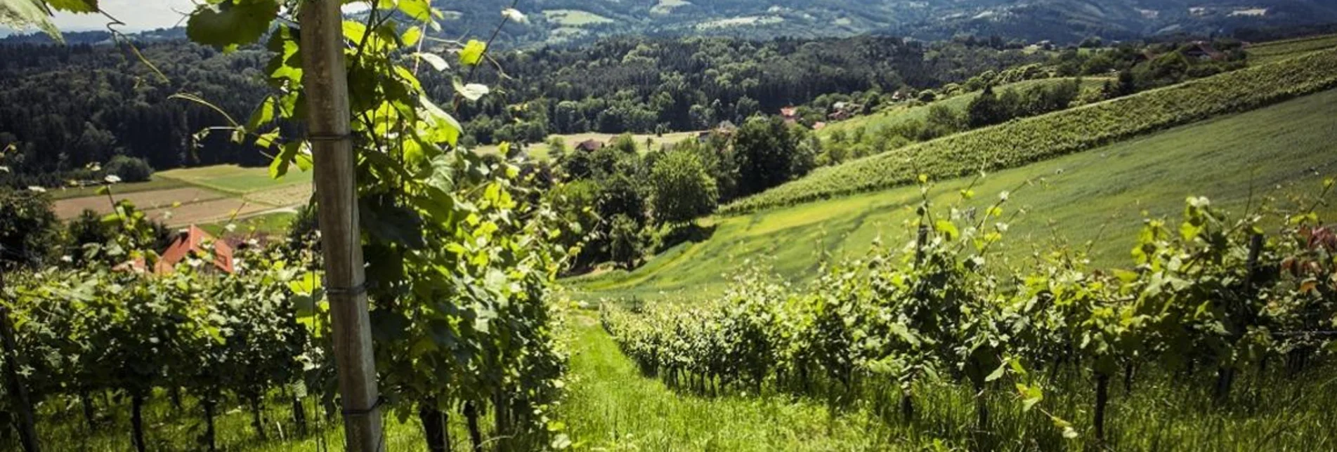 Wanderung Kastanienweg - Touren-Impression #1 | © TVB Südsteiermark/Lupi Spuma