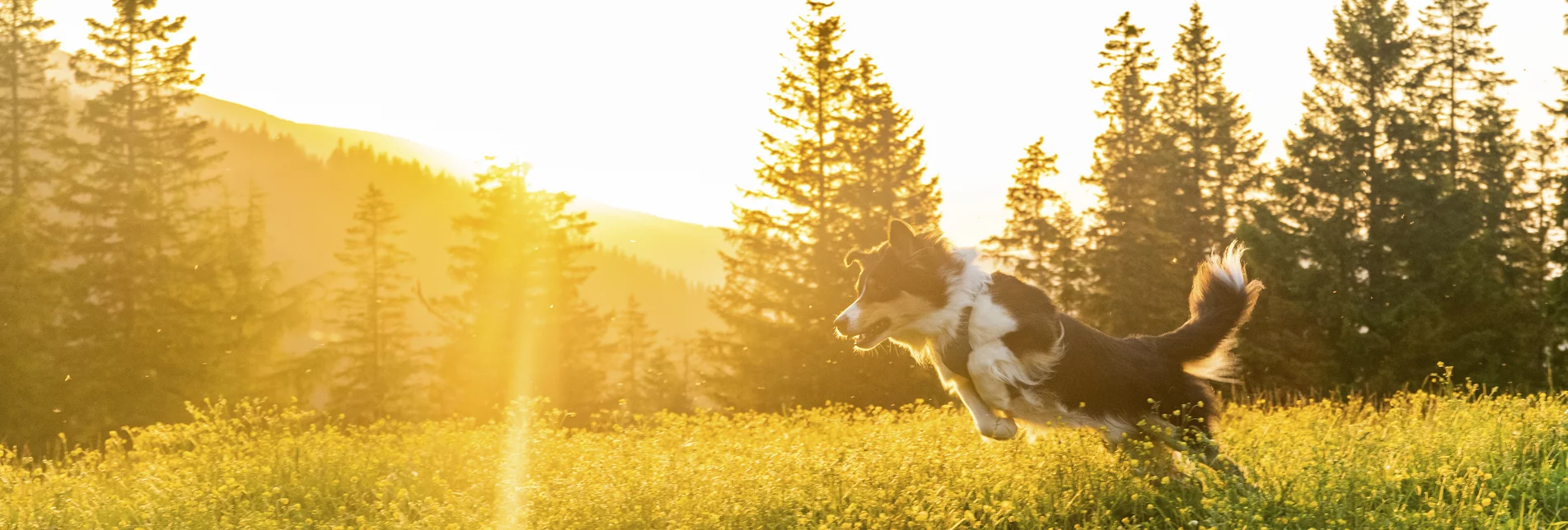 Leap into the sea of flowers | © Steiermark Tourismus | Mias Photoart