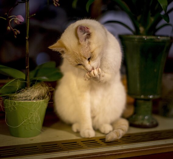 snow (winter) white cat :-) | © Steiermark Tourismus | Tom Lamm