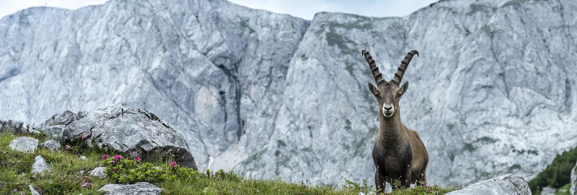 Capricorn at Hochschwab | © Steiermark Tourismus | Pixelmaker