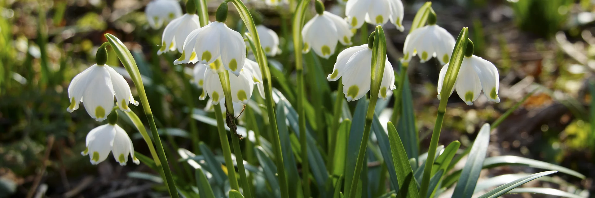 Frühlingsknotenblumen im Mühlwald in St. Ruprecht an der Raab | © Infozentrum Gutenberg-Raabklamm