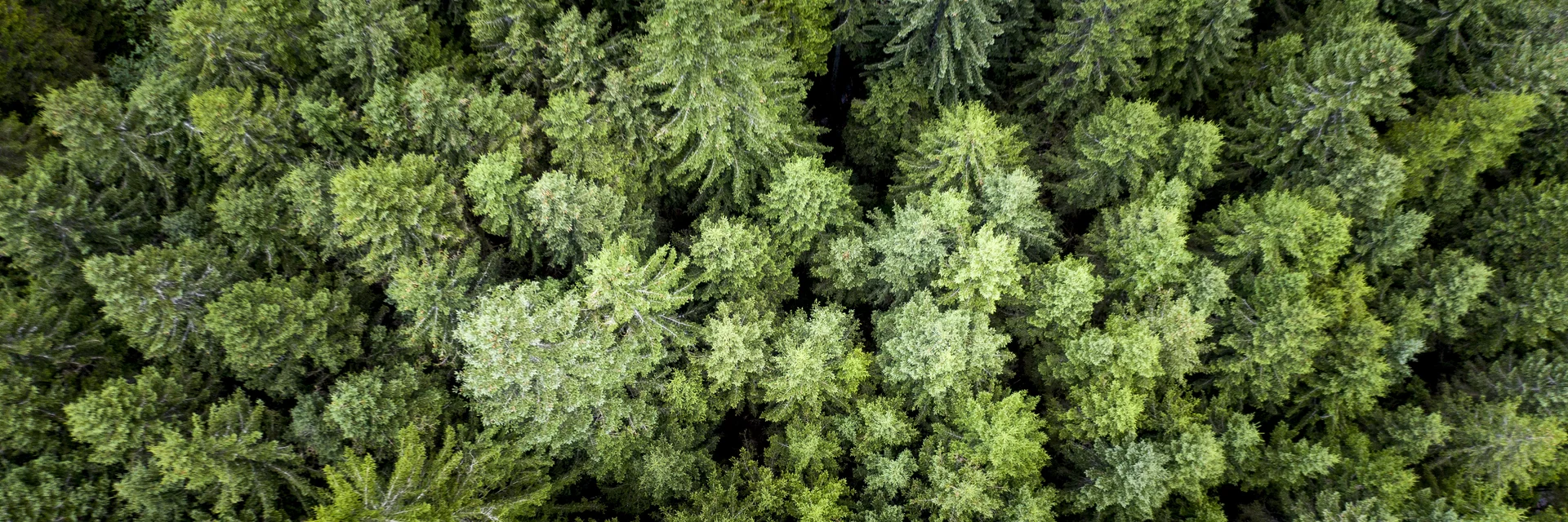 Die Steiermark - das Grüne Herz Österreichs | © STG | Tom Lamm