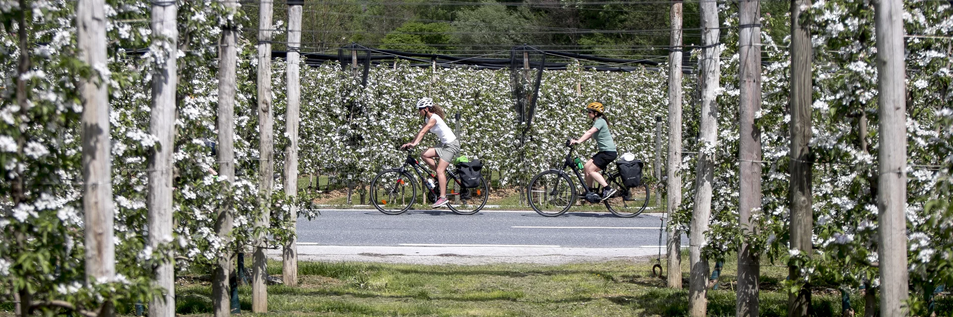 Radfahren im Apfelland auf der Weinland Steiermark Radtour nahe Puch | © STG | Tom Lamm