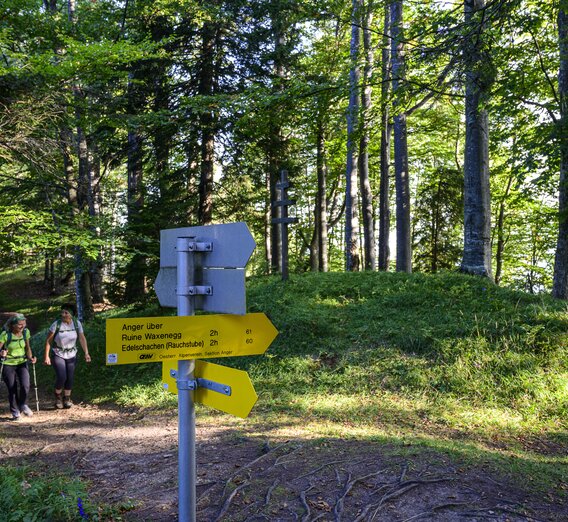 On the way from the Almenland to Anger | © Steiermark Tourismus | Pixelmaker