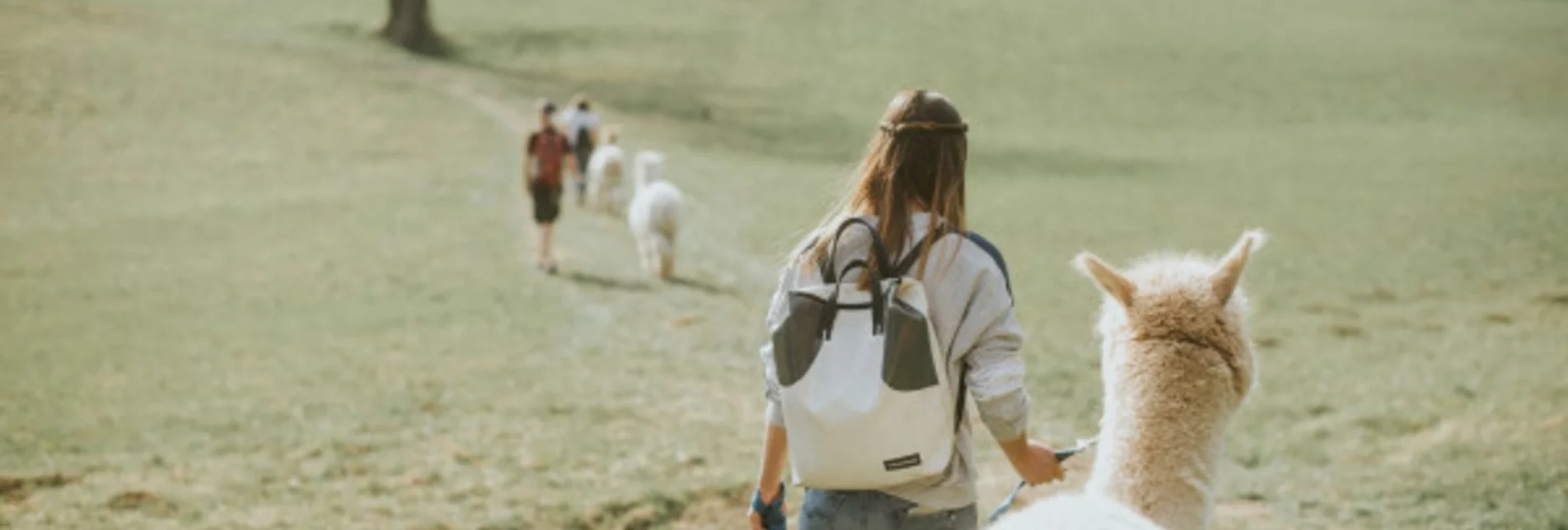 PackageMit Alpakas durch Wald und Wiese - Geführte Alpaka-Wanderung bei Graz | © die Sonne