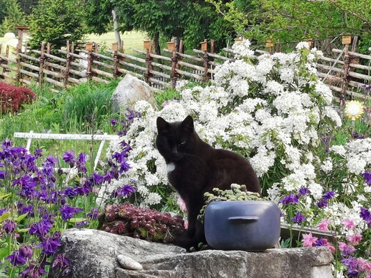 Alpenkräutergarten Käfer_Pöllau_Oststeiermark | © Alpenkräutergarten Käfer