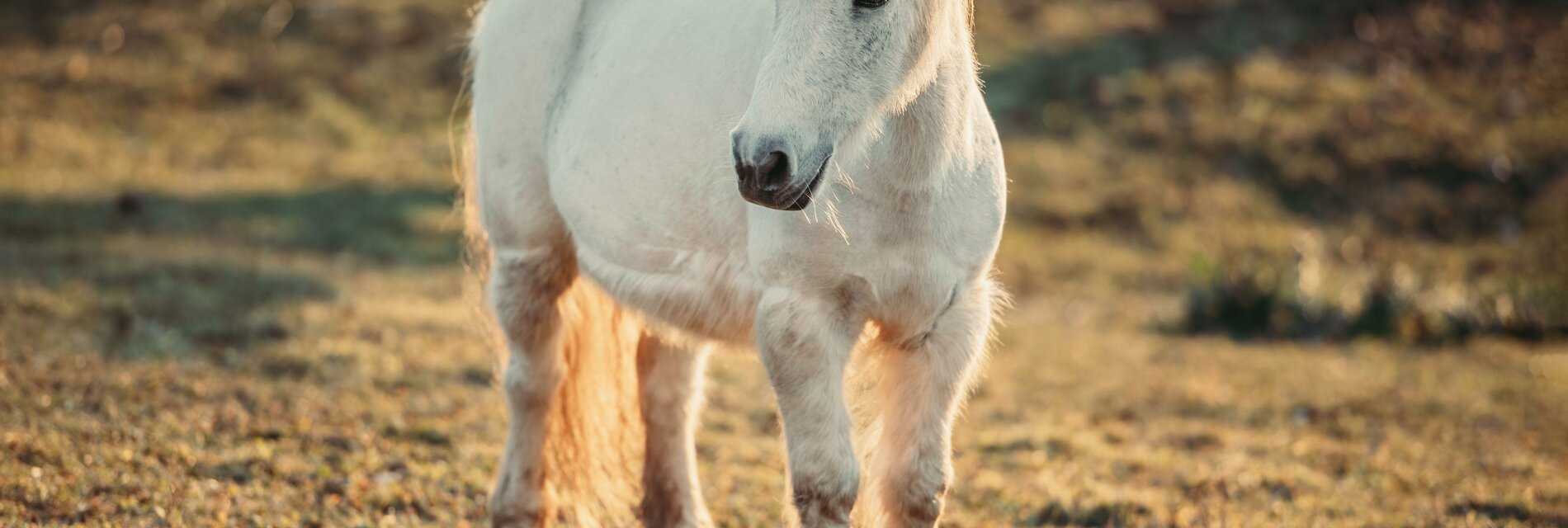 Pony-Time out Gmoarieglhof