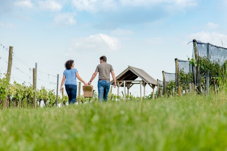 Picnic in the Bergstadl Bad Waltersdorf vineyard | © Bergstadl GmbH & Co KG