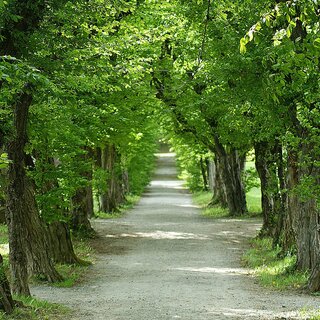 Hainbuchenallee_Schosspark_Pöllau_Oststeiermark | © Christl Dornhofer