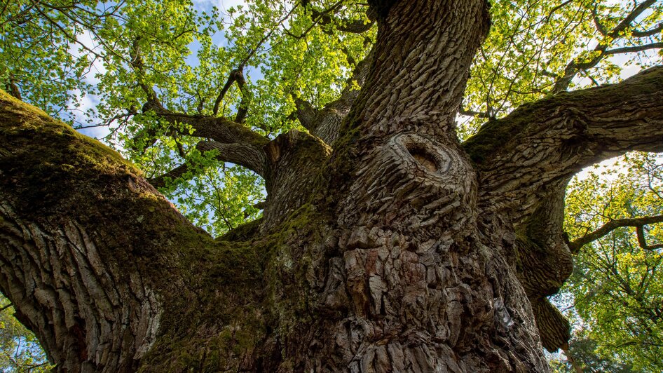 Baumstamm der Eiche | © Kurkommission Bad Blumau