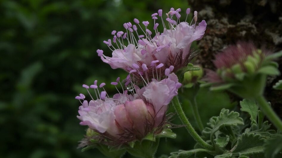 Alpengarten, Bad Aussee, rosa Alpenblumen | © Anna Steiner