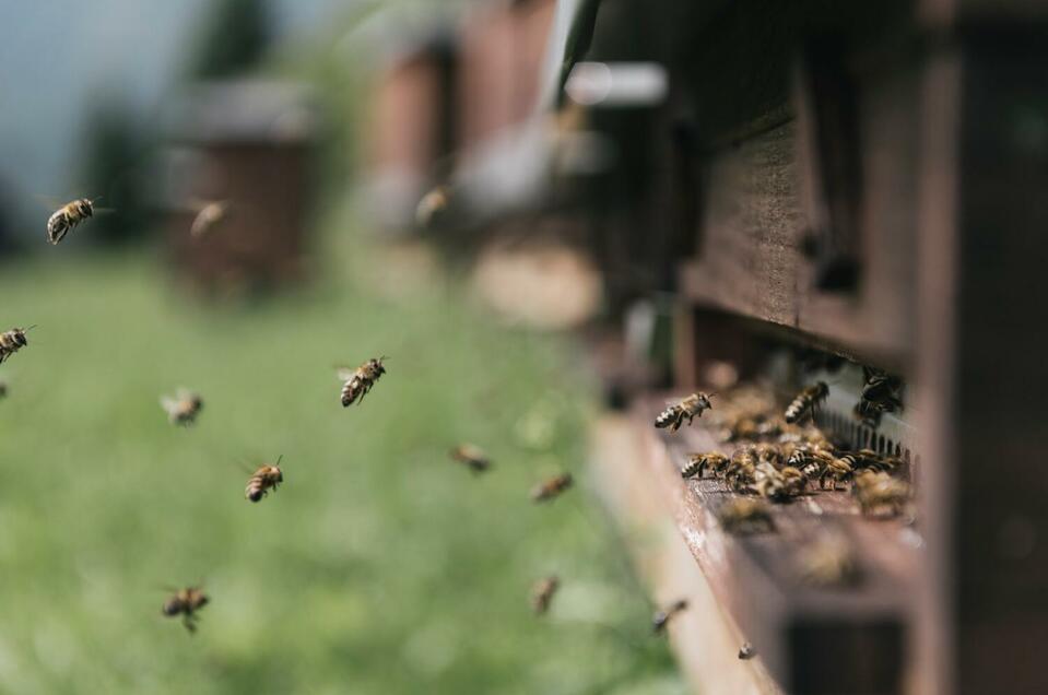 Bergbienen Imkerei - Impression #1 | © Stefan Leitner