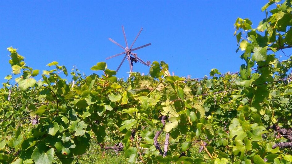 Bioweingut Menhard Thomas Lage | ©  Eva Menhard | Bioweingut Menhard Thomas