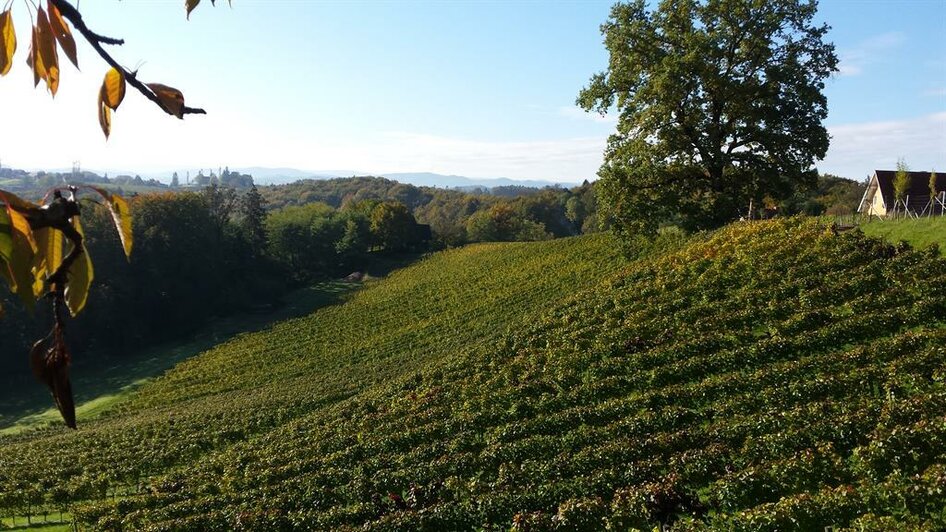 Weingut und Buschenschank Assigal Umgebung | © Weingut Assigal