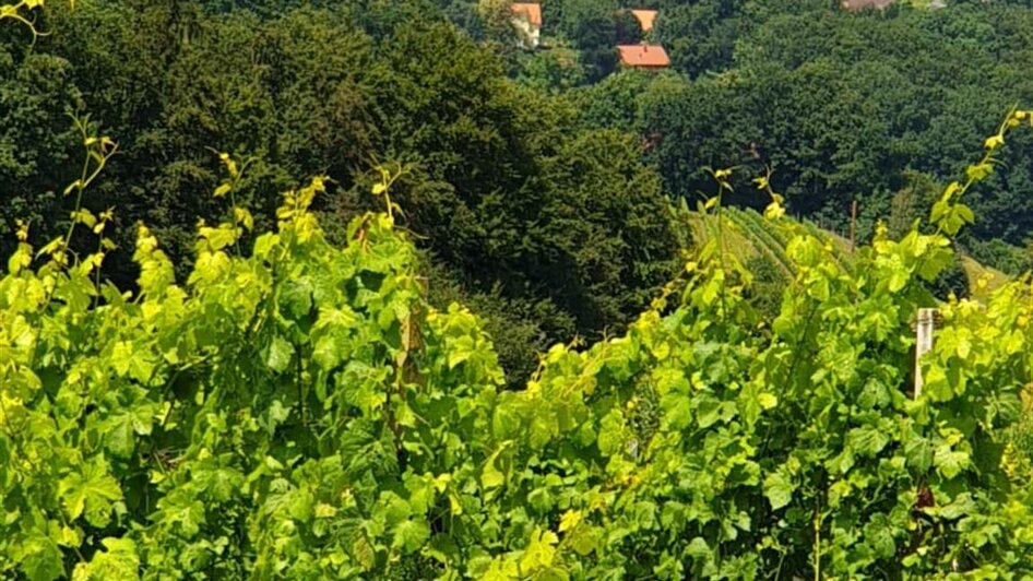 Weingut Bernhard Ausblick auf Seggau | © Weingut Buschenschank Bernhard