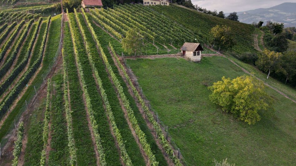 Buschenschank Muhr_Weingärten_Oststeiermark | © Buschenschank Muhr