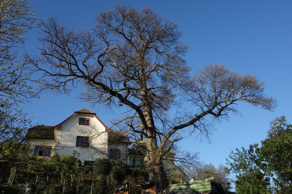 Buschenschank winery Simmler - Impression #1 | © Familie Beck