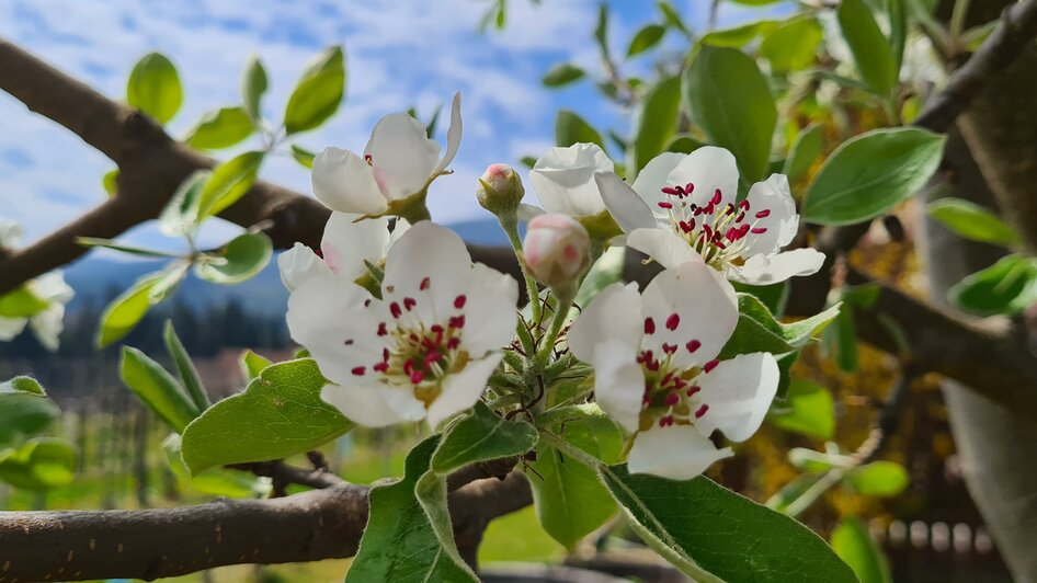 Ziagl´s Laube_Hirschbirnblüte_Oststeiermark | © Tourismusverband Oststeiermark