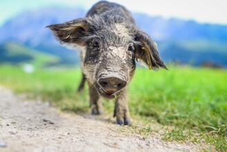 Naturschätze, Glück | © TVB Ausseerland - Salzkammergut_Jacqueline Korber