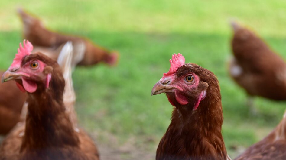 Hofladen-Herk-Hennen-Murtal-Steiermark | © Familie Herk