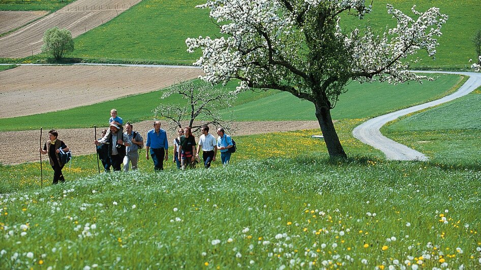 Orgelwandern_Apfelblüte_Oststeiermark | © Tourismusverband Oststeiermark